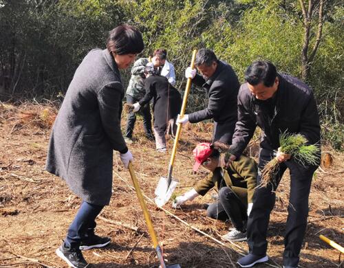 郊区灰河乡：植树造林 绿化生态 青山绿水 志愿先行